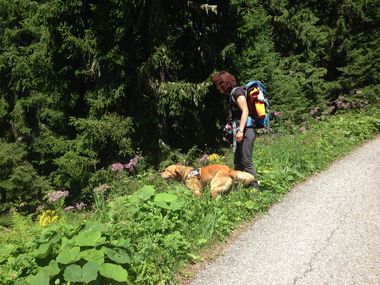 Geländesuchhunde-Training Lenzerheide - 2017