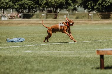 28 - RedogImbodamess2026-46