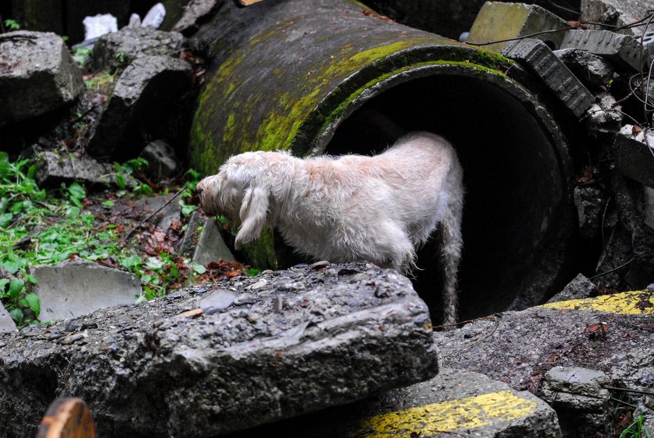 Recherche de cadavres REDOG