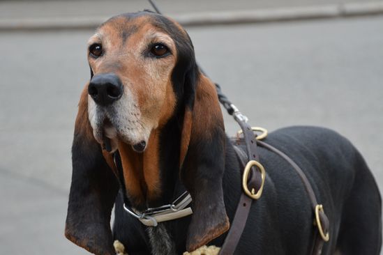 Amor ist einer unserer Hunde, der bei der Mantrail-Suche eingesetzt wird. Von der Personensuche in Laupen haben wir kein aktuelles Bild.