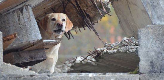 Katastrophensuchhunde